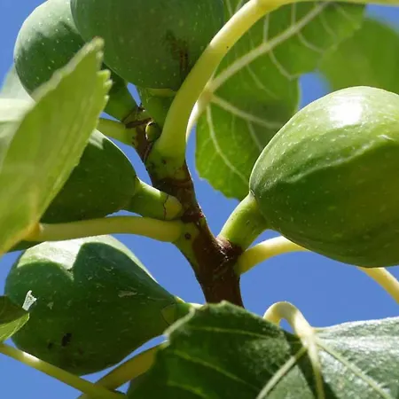 Costes Hotel Gallipoli